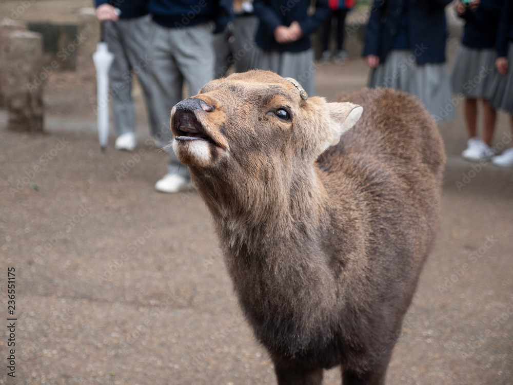 Fototapeta premium dear of Nara / osaka , japan