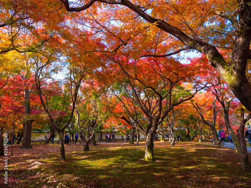 kodaiji temple garden / autumn leaves tree , kyoto , japan photo