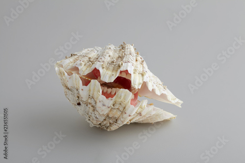 Dentate Shell