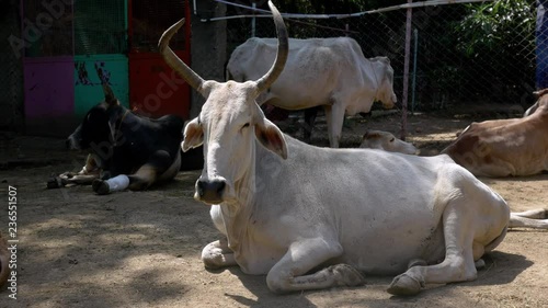 Close view of a Cow with big horns in India in an animal shelter. photo