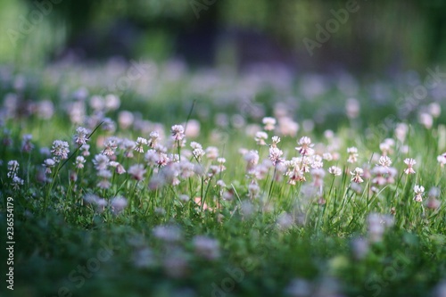 clovers in the garden