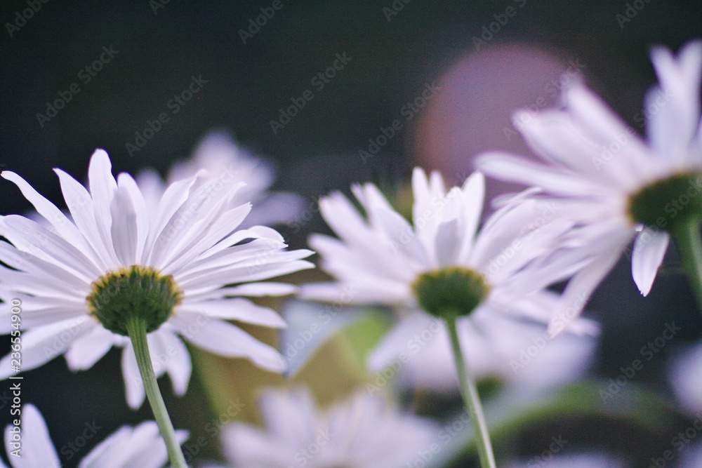 under the daisies