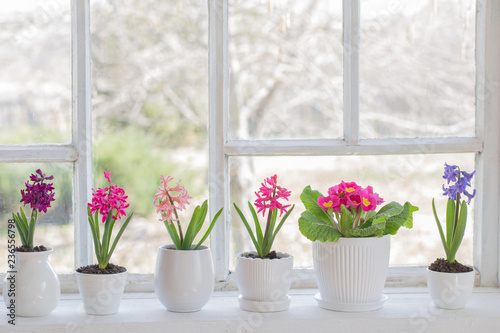 spring flowers on windowsill