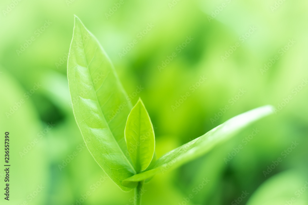 Green leaved natural background Green leaved natural background