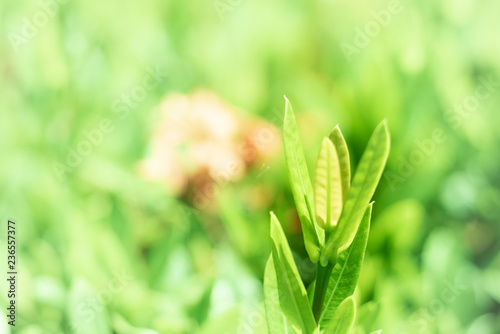 Green leaved natural background photo