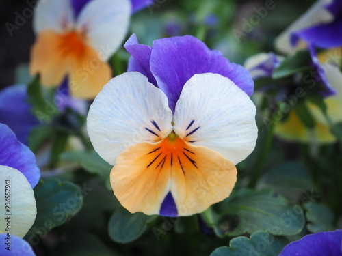 Close up the pancy flower, colour violet, white and orange. photo