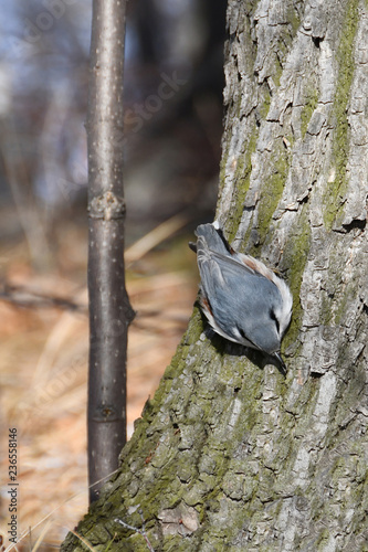 Nuthatch on the trunk of a tree on the Bank of lake Uvildy in Chelyabinsk region