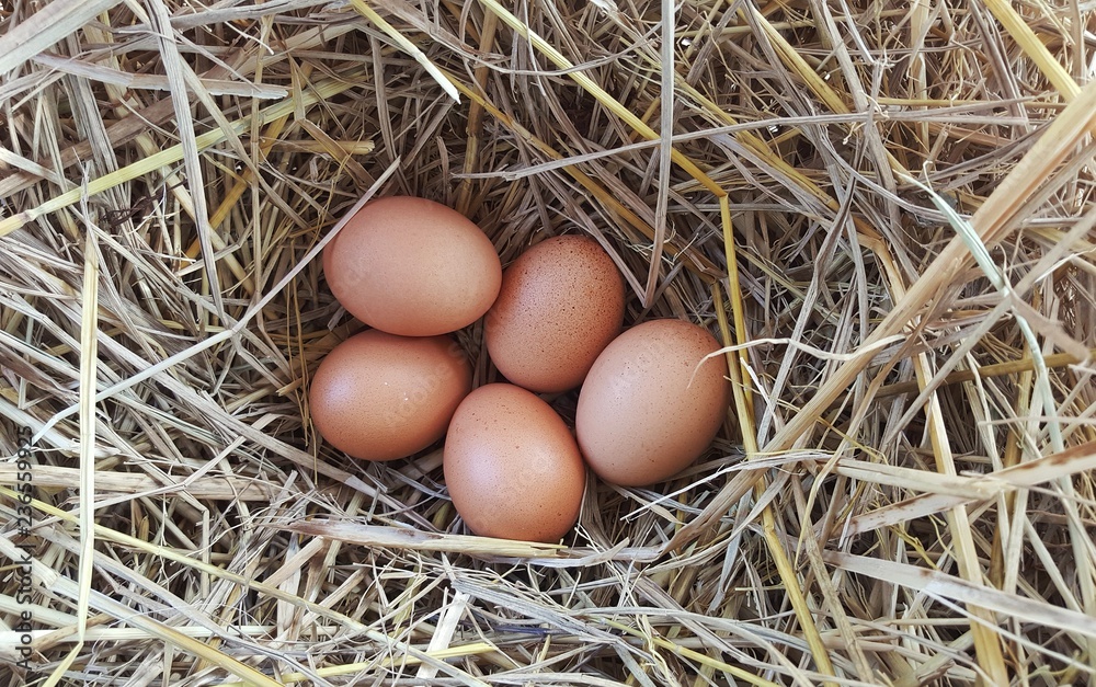 Many eggs put in the straw. Many eggs put in the straw.