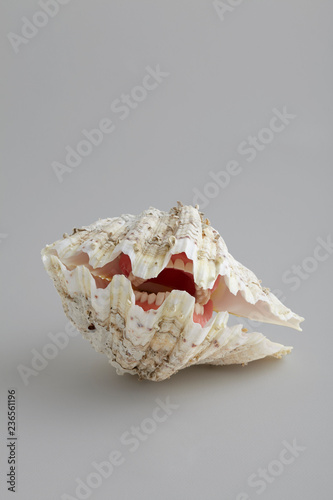 Dentate Shell