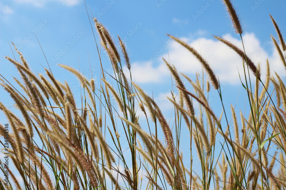 Liliopsida flower grass with blue sky Liliopsida flower grass with blue sky