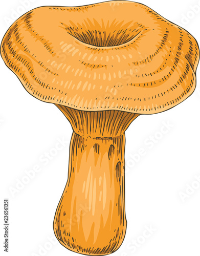Saffron Milk Cap. Edible Mushroom