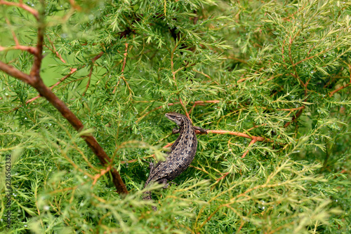 Nature!Insects, lizards and plants!Rosa!