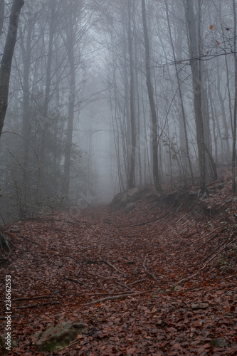 fog day in a forest of Montseny mountain