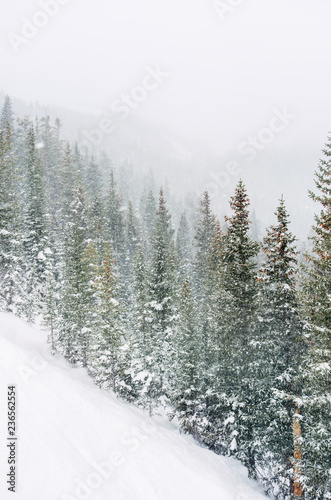 A slope of pine trees covered in snow photo