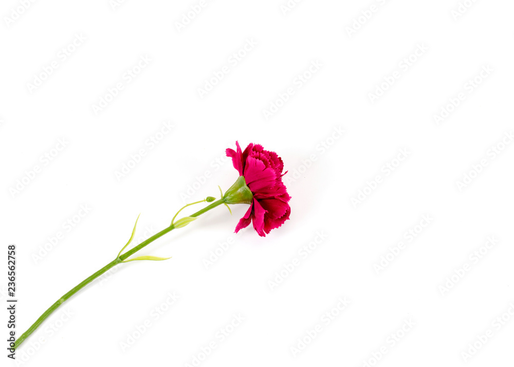 Fototapeta premium Pink flower popy plastic on white backgrounds