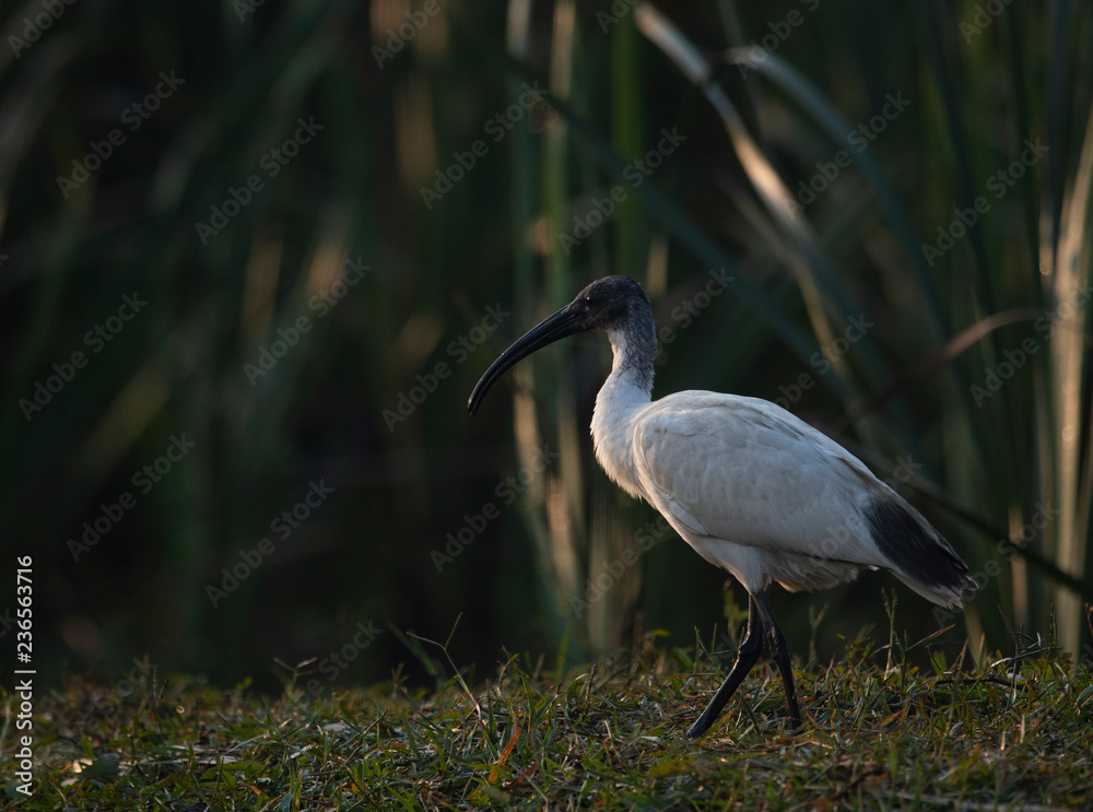 Fototapeta premium Black-headed ibis (Threskiornis melanocephalus)