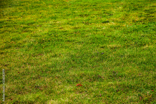 Green lawn close up.