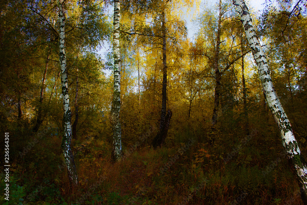 Obraz premium Autumn in the forest