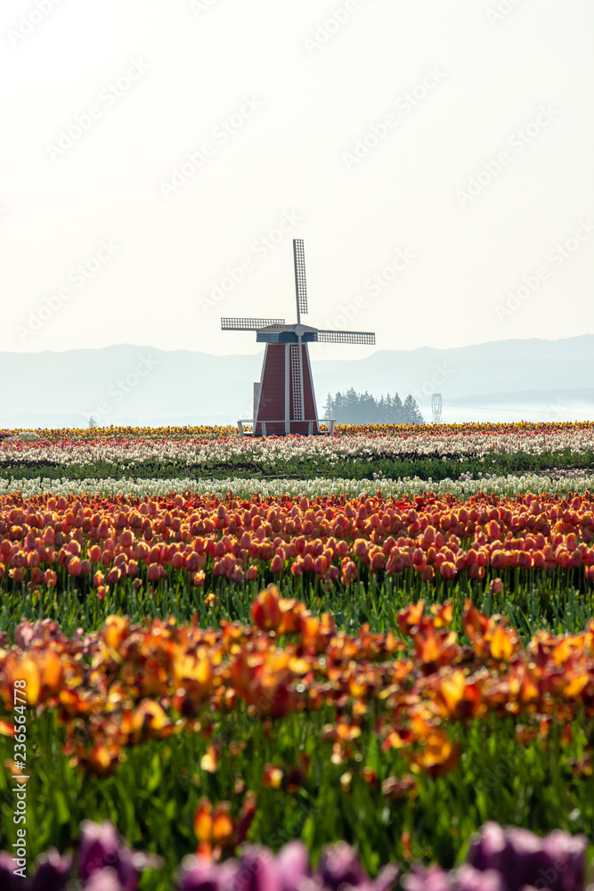 windmill and tulip field