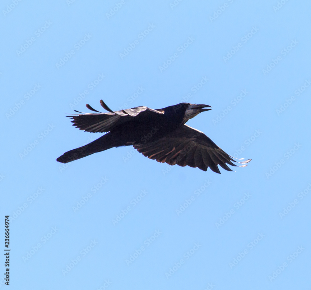 Fototapeta premium raven in flight in the blue sky