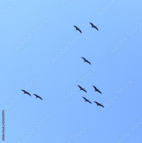 A flock of migratory birds against a blue sky