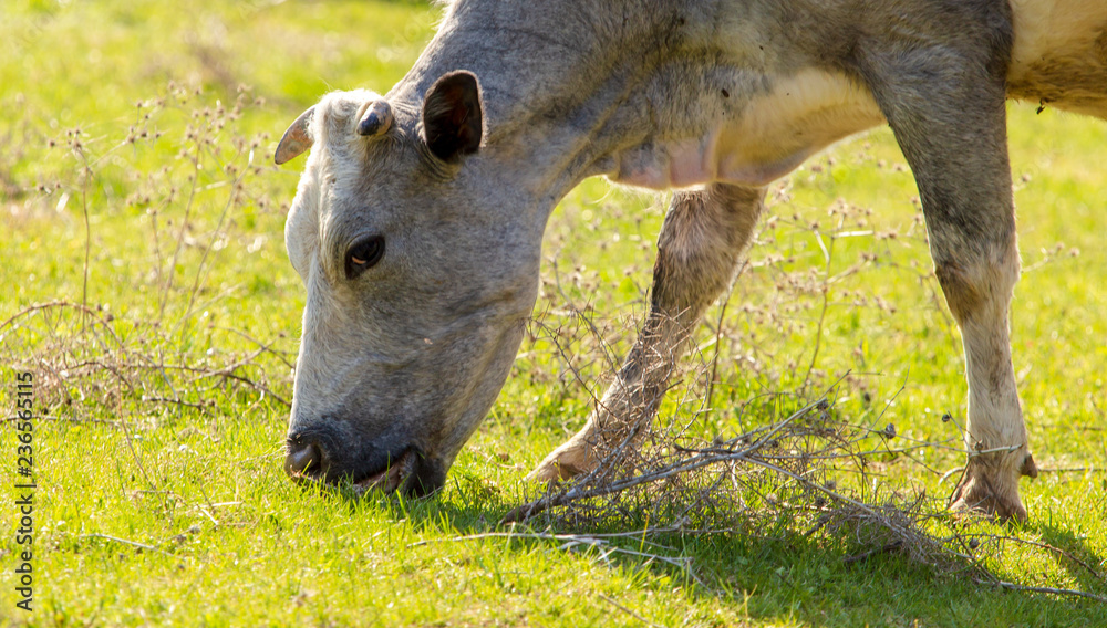 Fototapeta premium Cow grazing in the hills in the spring