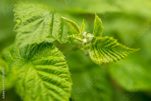 Beautiful green leaves on raspberries in nature