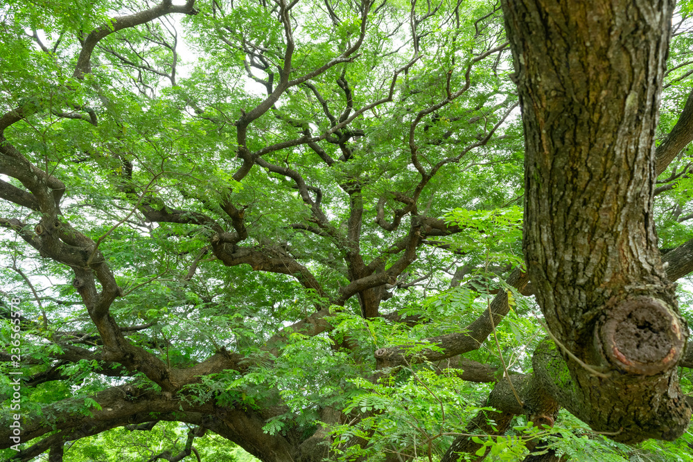 Fototapeta premium The giant Jamjuree tree with many branches for backgrounds texture