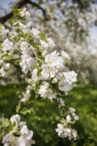 Apple blossom in a park. White blossoms in an apple garden. Spring flowers.