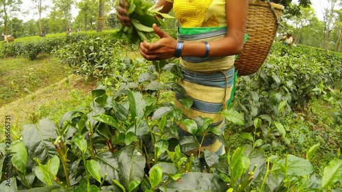 Girl's hands collect leaves puts its in bastket far many tea pickers plantation photo