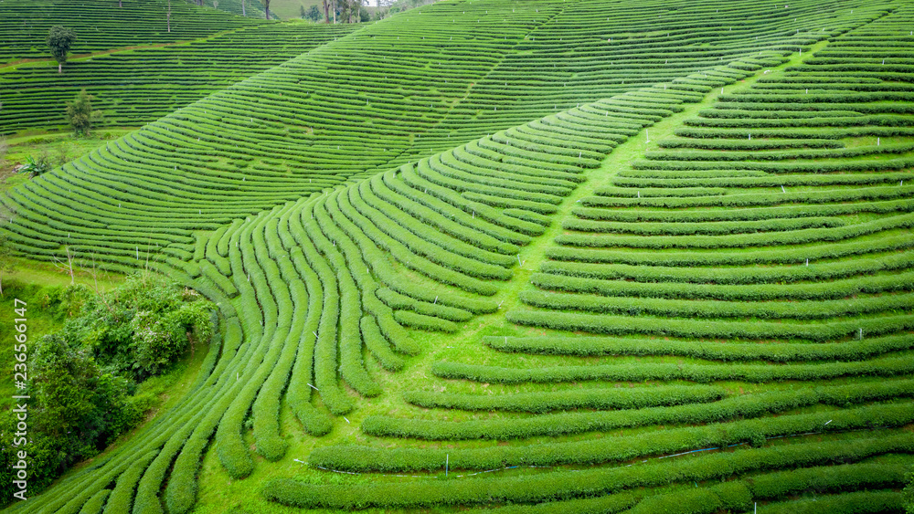 Fototapeta premium agricultural area green tea on mountain chiang rai Thailand