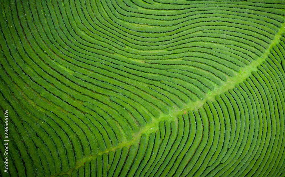 Fototapeta premium agricultural area green tea on mountain chiang rai Thailand