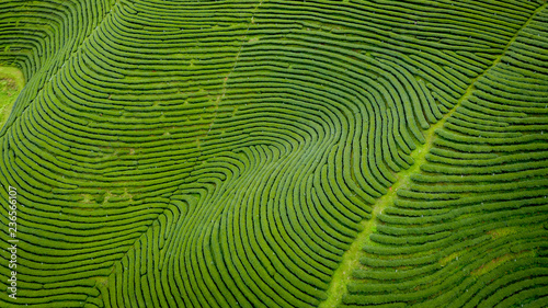 agricultural area green tea on mountain chiang rai Thailand