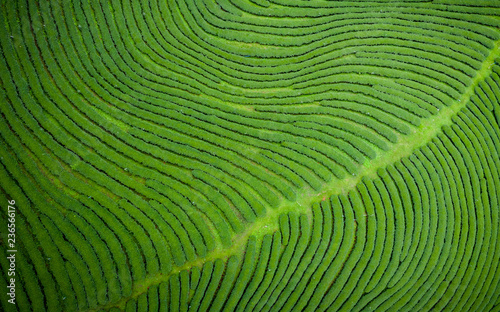 agricultural area green tea on mountain chiang rai Thailand