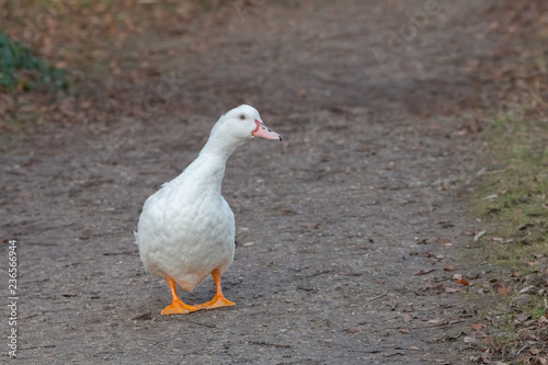 canard