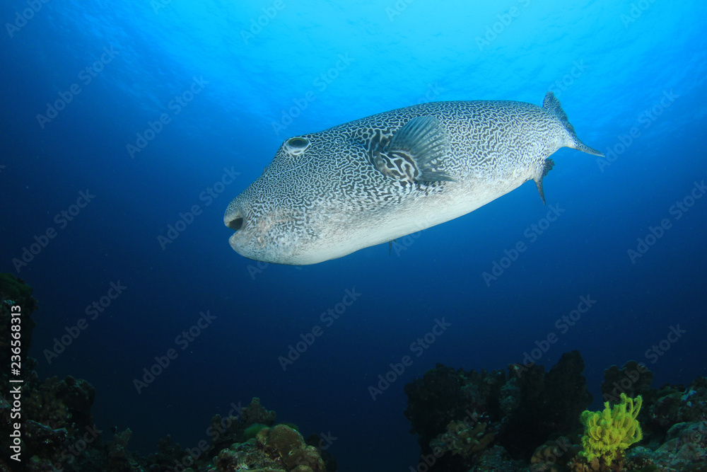 Obraz premium Fish on coral reef 