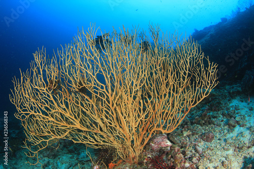 Underwater coral reef in Thailand 
