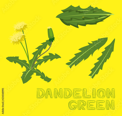 Vegetable Kind Dandelion Green Vector Illustration