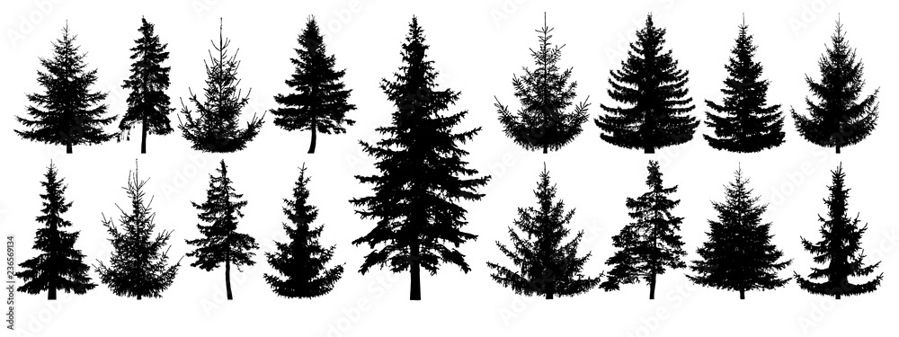 Obraz premium Ustawione drzewa leśne. Sylwetka wektor na białym tle. Las iglasty. Choinka, jodła, sosna, sosna, szkocka jodła, cedr