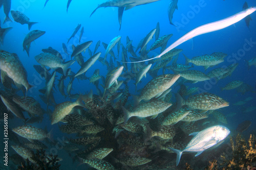 Fish school on coral reef underwater  © Richard Carey
