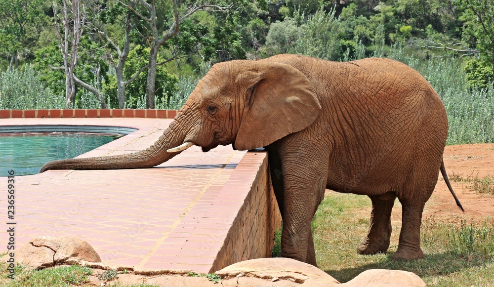 Fototapeta premium An African Elephant drinking from a swimming pool