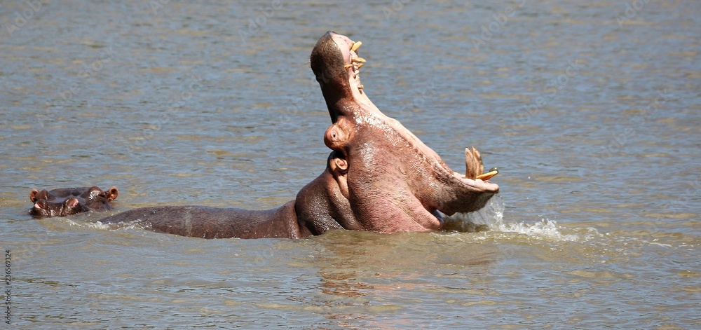 Fototapeta premium A hippopotamus swimming with his mouth wide open and showing big teeth