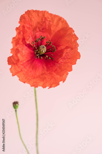 Fototapeta Naklejka Na Ścianę i Meble -  Beautiful red poppy with its bud on pink background