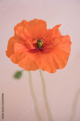 Fototapeta Naklejka Na Ścianę i Meble -  Beautiful red poppy with its bud on pink background