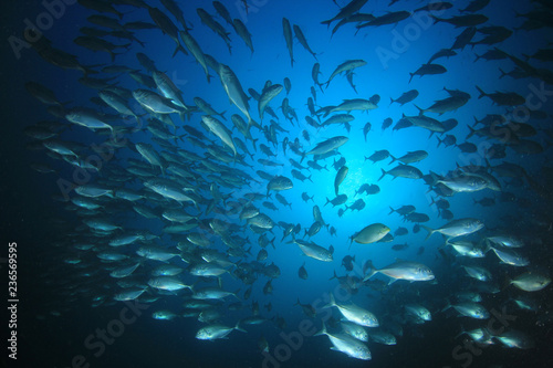 School of Bigeye Trevally (Jack) fish 