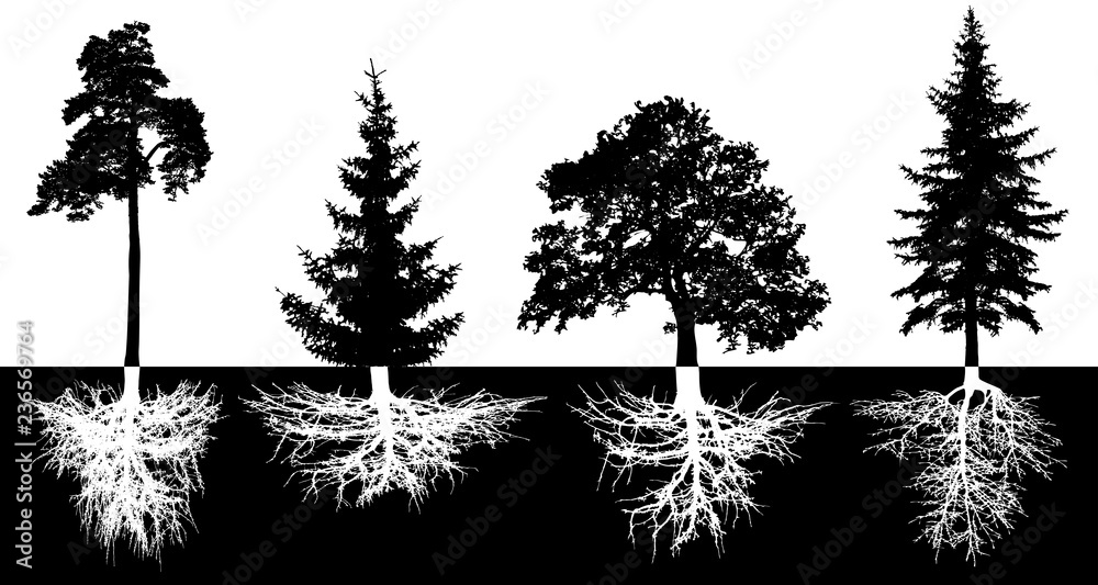 Fototapeta premium Zbiór drzew z korzeniami, sylwetka wektor. Drzewa leśne, sosna, jodła, świerk, dąb