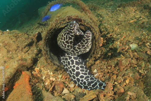Fototapeta Naklejka Na Ścianę i Meble -  Honeycomb Moray Eel 