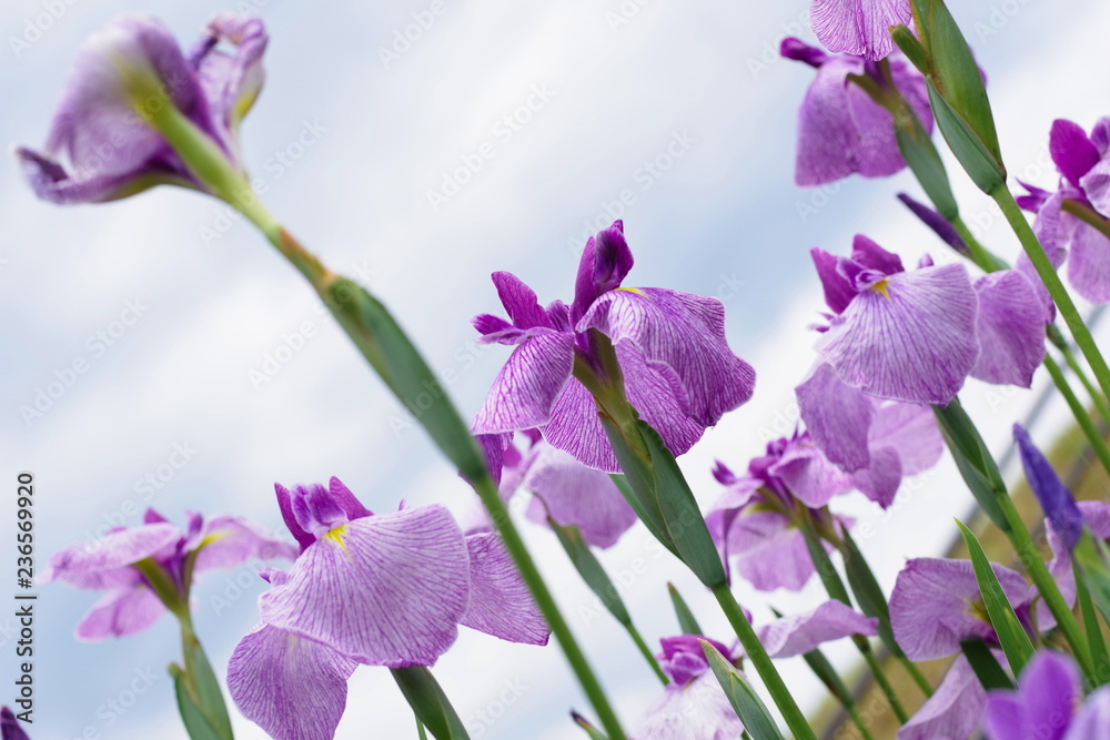 花菖蒲(Iris) 花菖蒲(Iris)