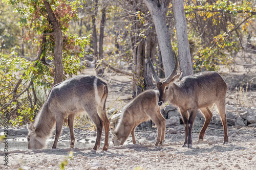 A male, female and young waterbuck ( Kobus Ellipsiprymnus) at a water hole drinking, Ongava Private Game Reserve ( neighbour of Etosha), Namibia. photo