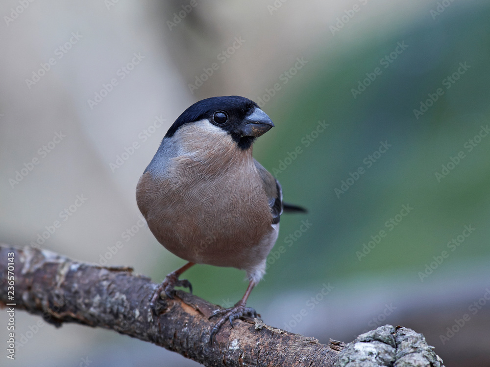 Obraz premium Eurasian bullfinch (Pyrrhula pyrrhula)